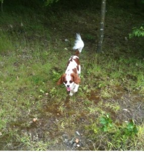 DogRunning Dog