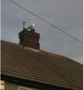 Seagull