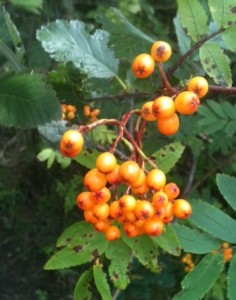 Berries