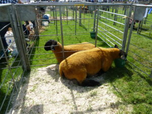 Stewartry Show