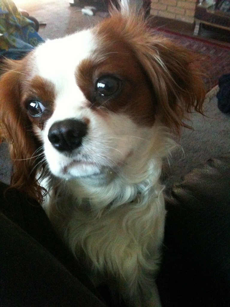 King Charles Spaniel