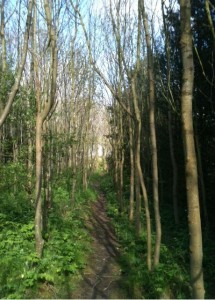 Trees