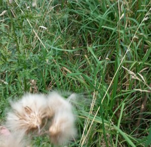 Wind