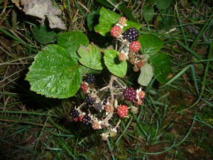 Berries