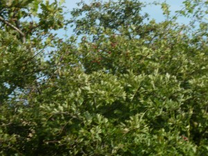 Leaves