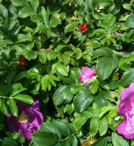 Roses