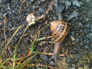 Snail
